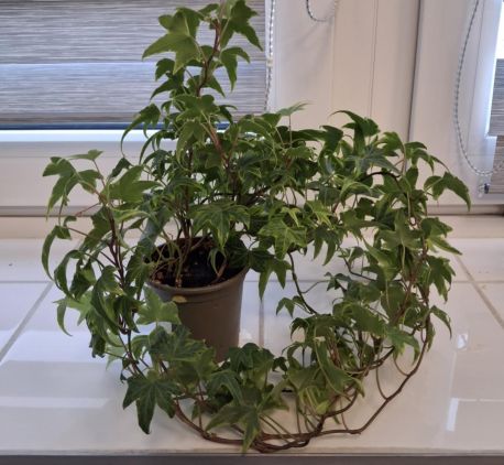 Projekt realizowany z uczniami ALO
