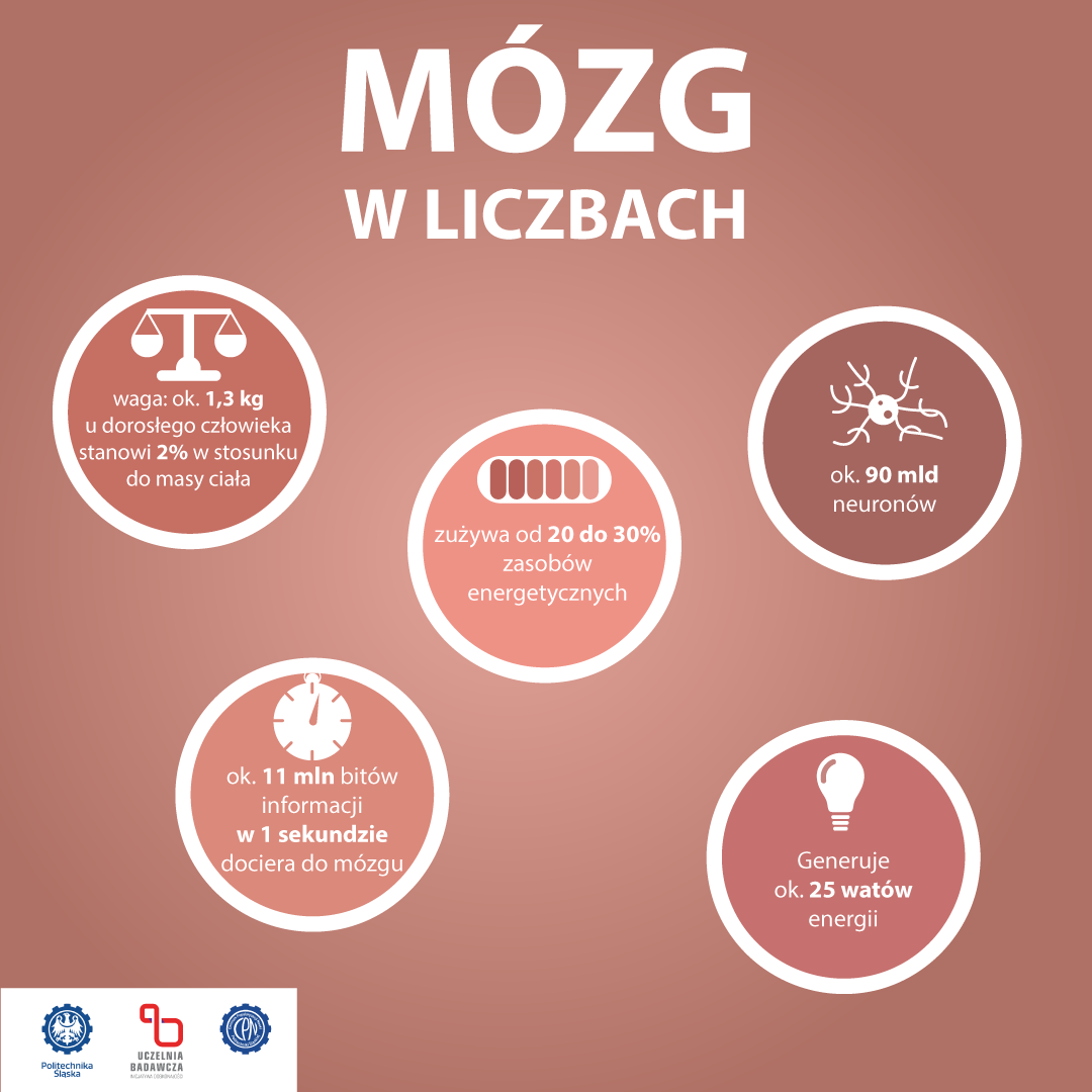 2024-03-08-infografika-mózg-w-liczbach-v2